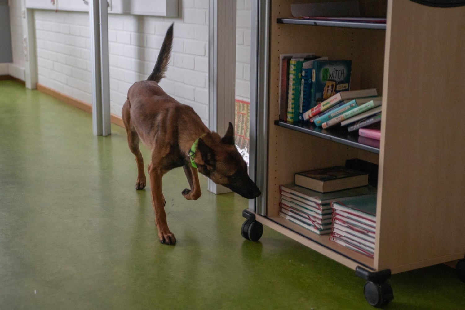 Куче различава фалшиви пари, вече е на работа (ГАЛЕРИЯ)