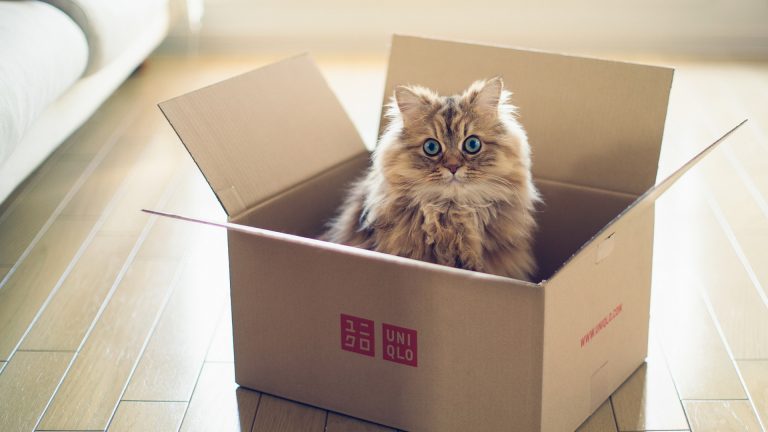 Защо котките обичат да се крият в кутии