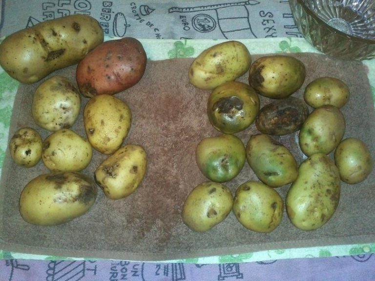 Кога се събират картофите, за да няма загуби?