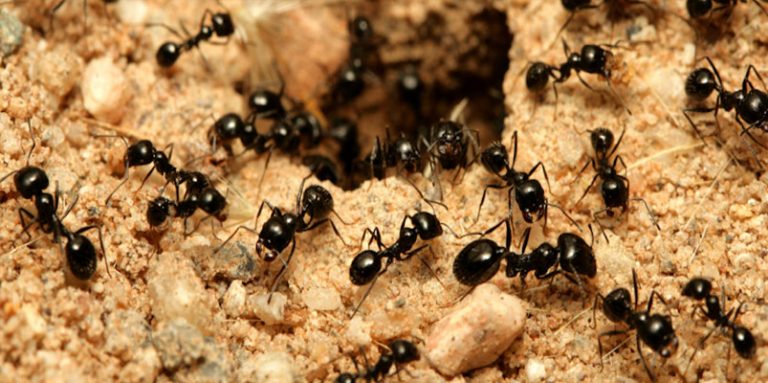 Как да се избавим от мравките в градината?