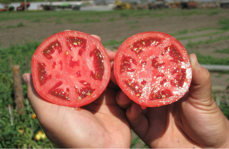 Как да съберем семената от хубавите домати без загуби? най-големият размер не е типичен за дадения сорт. Доматите от втората реколта не стават за семе, тъй като те дават по-дребни плодове.