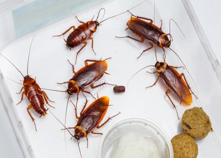 Борна киселина изтребва хлебарките до крак. . Примамката привлича хлебарките, борната киселина свършва останалото.