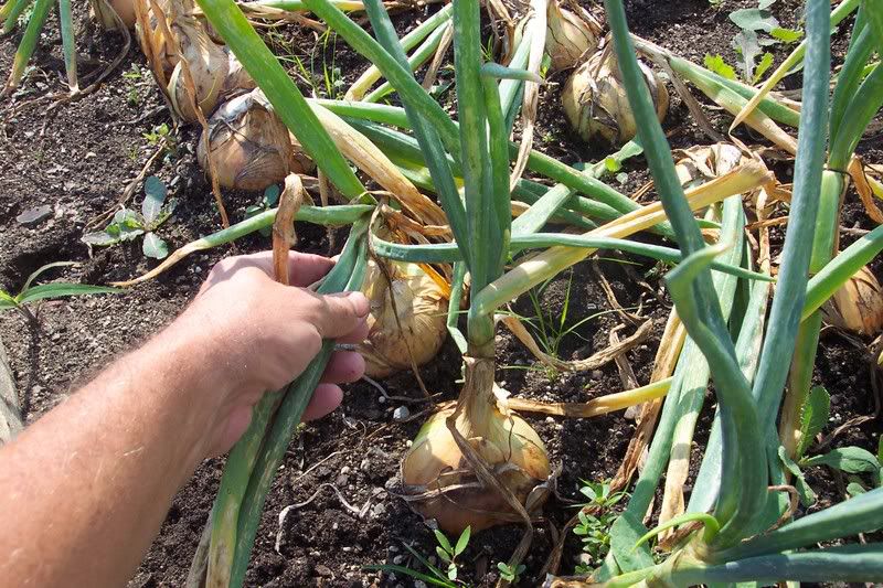 Тънкостите в отглеждането на кромид лук . за Увеличаване на реколтата от кромид лук и тя е в по-особеното поливане. Не го засаждайте и там, където миналата година сте оглеждали домати, моркови и чесън.