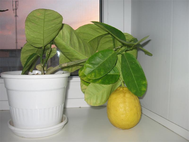 Капризите на стайния лимон. Как бързо да го размножим? Който се е захванал да отглежда лимони знае, че най-трудно е тяхното размножаване – издънки и ашладисване, без които растението не дава плодове. За да се стигне до реколтата са необходими 1,5 – 2 години. След това следва ашладисването от културно растение. За това е необходимо още време, а и не е сигурно, че „мероприятието” се ще увенчае с успех. Затова и мнозина, макар и да искат много да имат стайно лимоното дърво, не се наемат да го завъдят. Следвай ме - У дома