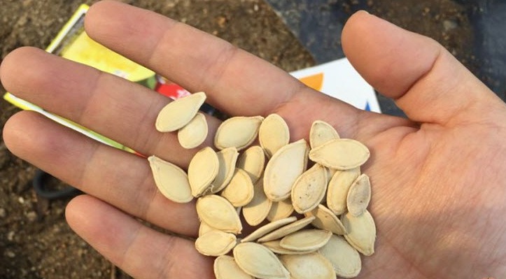 Семената на тиквите живеят на сухо 8, на чушките 2 години