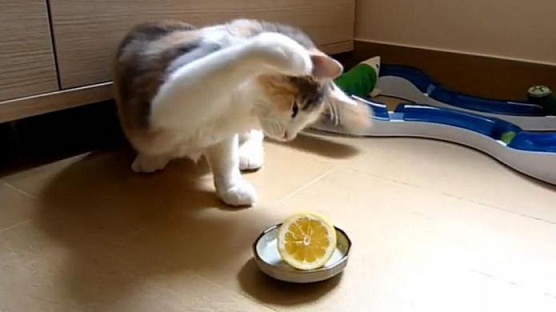 Миризми, които отблъскват котката. Цитрусовият аромат е най-популярното средство. За да им отрежете пътя към нежеланата мебел, например, е достатъчно да сложите коричка от лимон или портокал на пода. Следвай ме - У дома