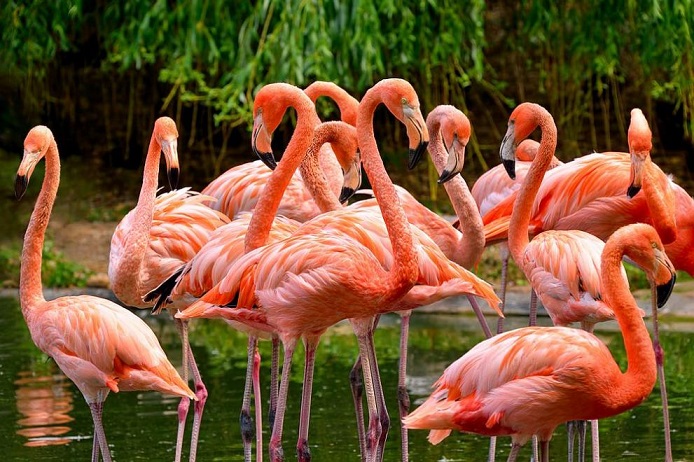 Розовото фламинго се върна в Кения, Следвай ме - Хоби / Шоу