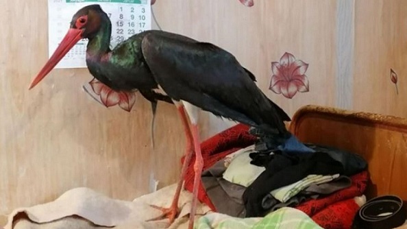 Черен щъркел спасен от смърт Птицата била намерена премръзнала край кална локва в село Миндя Следвай ме - Хоби / Шоу