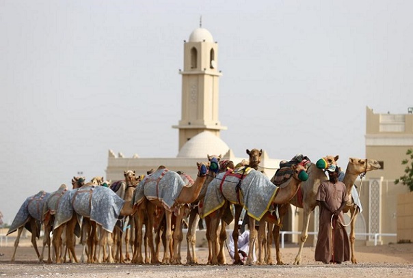Имунизират камили срещу коронавируса в Дубай Учените откриха кои са най-податливите на заразата животни. Следвай ме - Общество