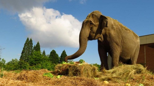 Почина най-възрастният обитател на Софийския зоопарк Индийската слоницата Артайда си отиде на 58 години, преди да дойде в столичната зоологическа градина е била циркова актриса Следвай ме - Хоби / Шоу