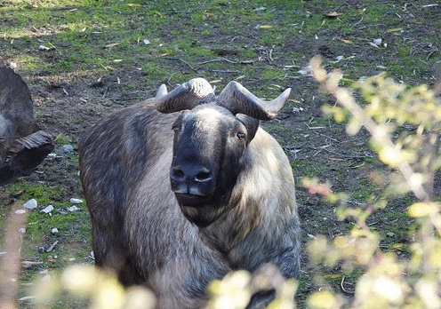 Такин вече и в столичния зоопарк Той е застрашен вид, роднината е на овцете и козите, има дълга козина и характерни рога Следвай ме - Хоби / Шоу