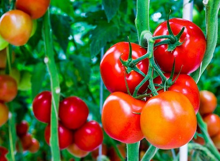 Подхранване на доматите според нуждите им С йод се предпазват от фитофтора (мана), стеблата им живват, ако ги полеете с вода и смлени в нея яйчени черупки. Следвай ме - У дома