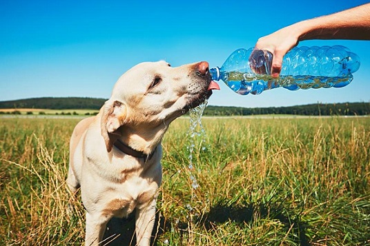 Животните също са жадни в жегите Можем да им помогнем, оставете купичка или по-голям съд с вода там, където знаете, че те се събират. Следвай ме - Общество