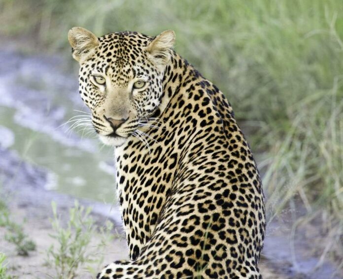 Леопард избяга от зоопарка в Стара Загора Посетителие са евакуирани веднага, хищникът все още е на свобода Следвай ме