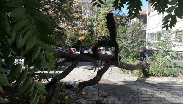 Осъдиха община Пловдив за паднало дърво Пострадалият мъж, който едва не загина спечели иск за 30 000 лева, в болницата поискали да си плати консумативите за операцията Следвай ме - Общество